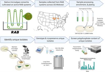 Isolation of phosphorus-hyperaccumulating microalgae from revolving algal biofilm (RAB) wastewater treatment systems